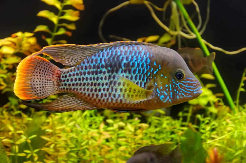 Andinoacara Rivulatus Aquarium Tank Mates | Fishkeeping Adventure