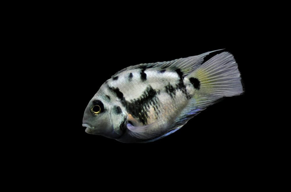 polar blue parrot cichlid