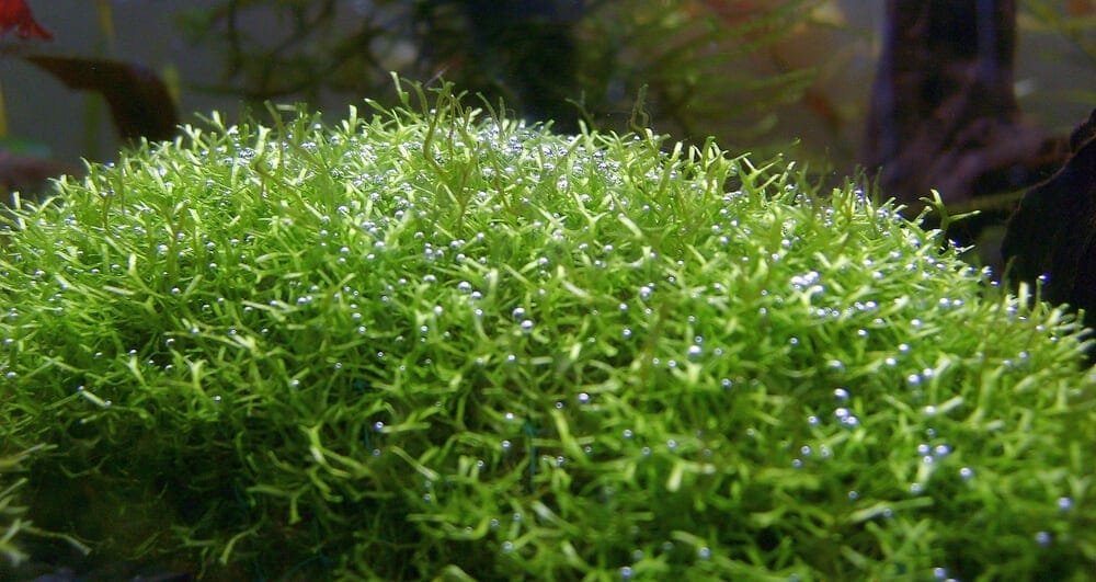 Crystalwort Riccia