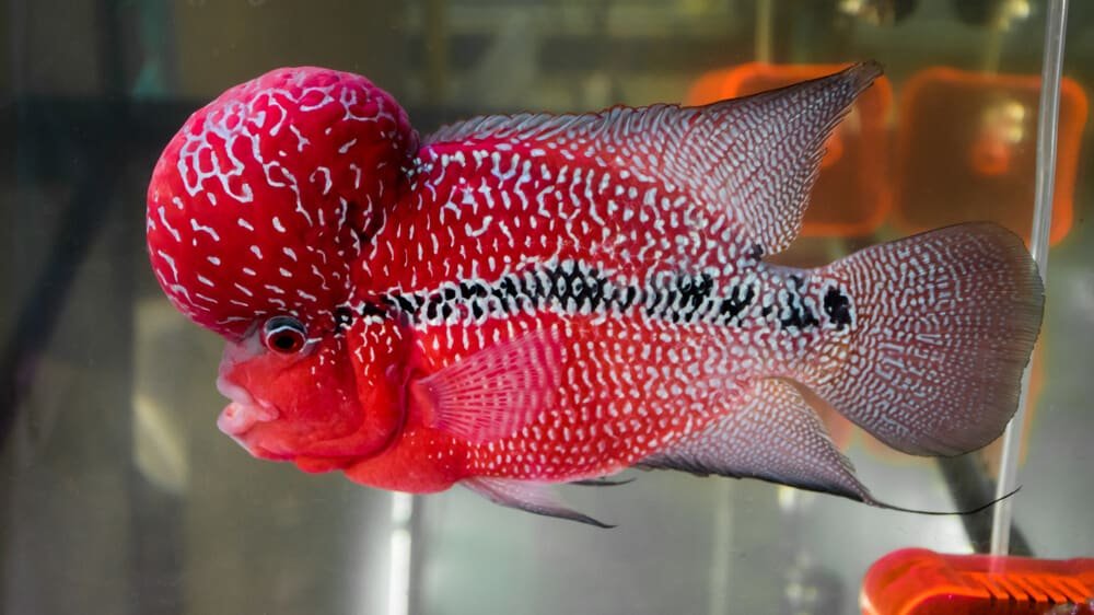 Flowerhorn