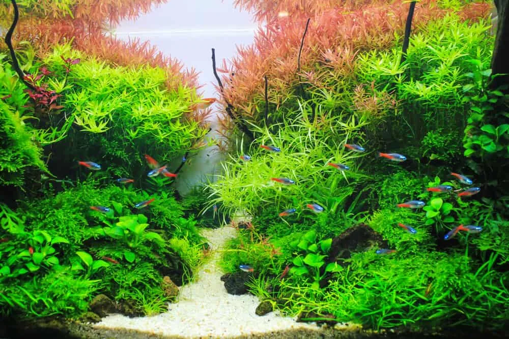 10 Best Low Tech Aquarium Plants For Beginner Aquarists
