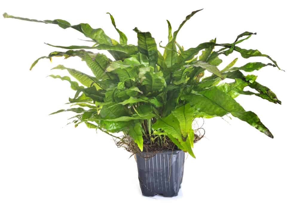 Java Fern