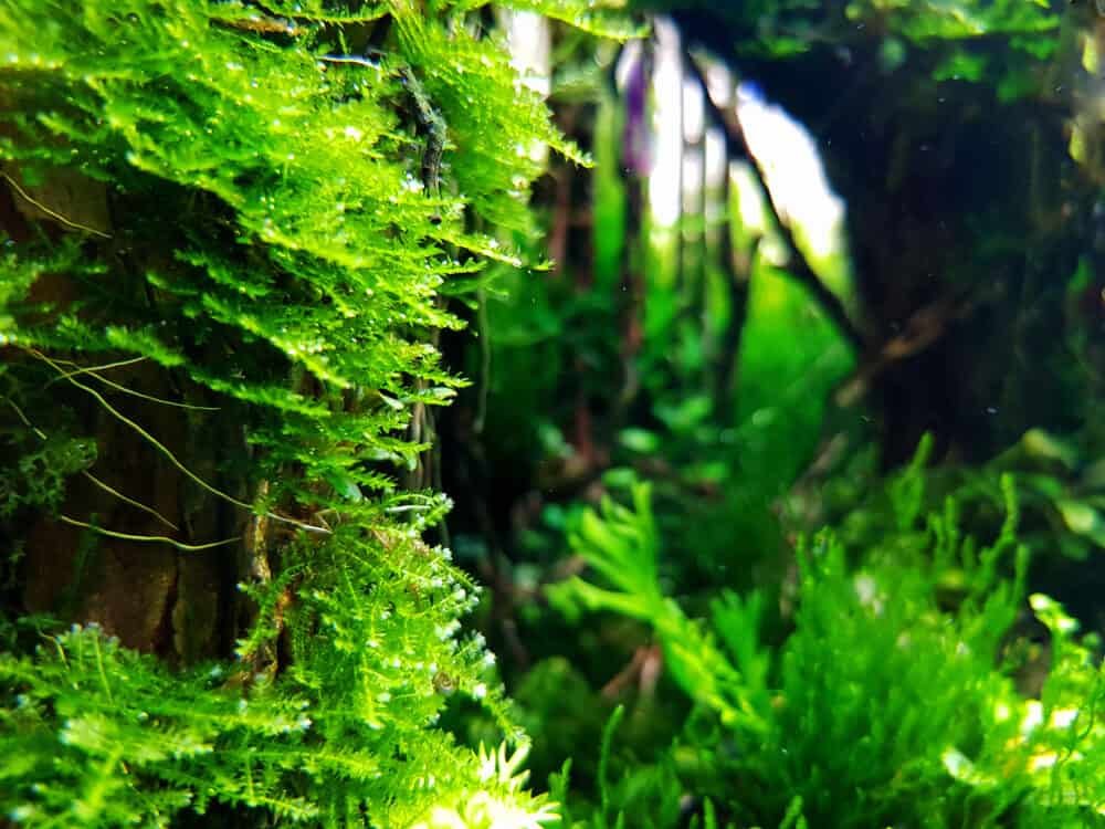 Java Moss