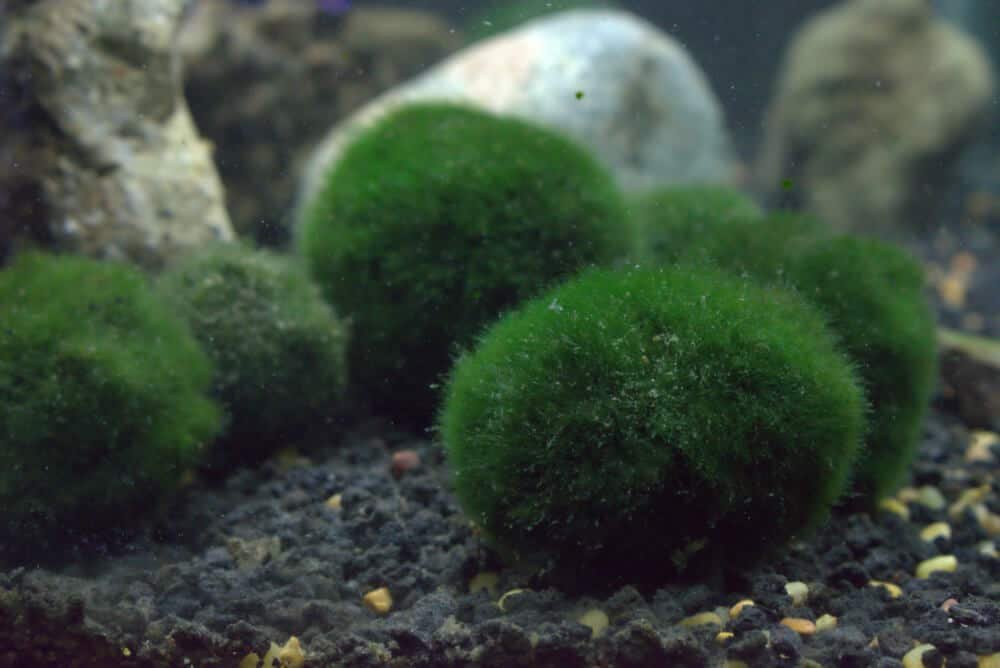 Marimo Moss Ball