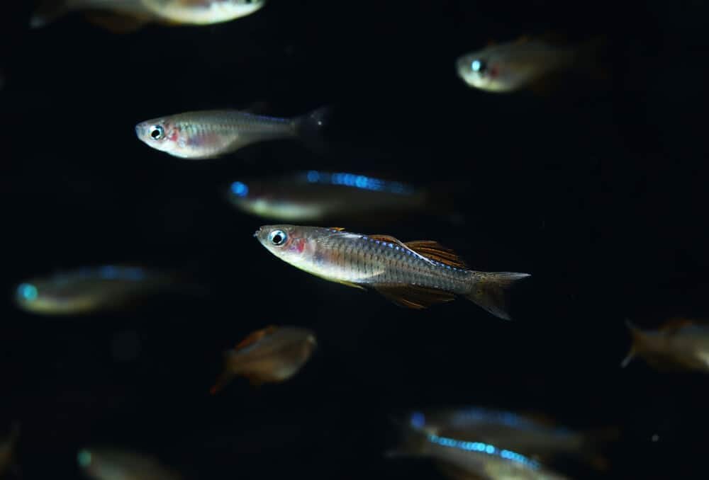 Pseudomugil sp. 'red neon'