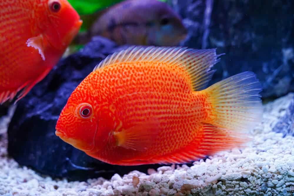 Red Spot Severum