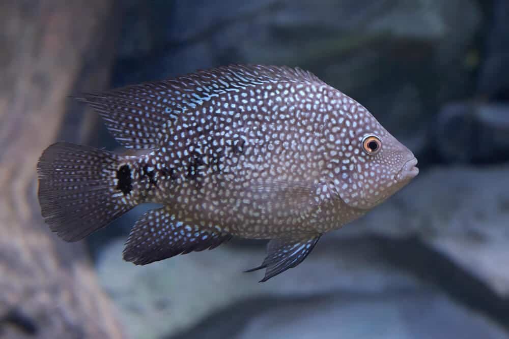 Texas cichlid (Herichthys cyanoguttatus)