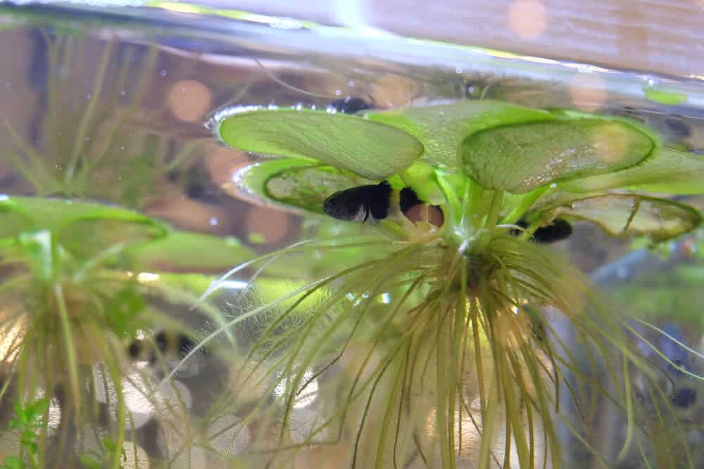 50x Floating Aquarium Plants Salvinia Natans Like Frogbit Duckweed Live Easy 
