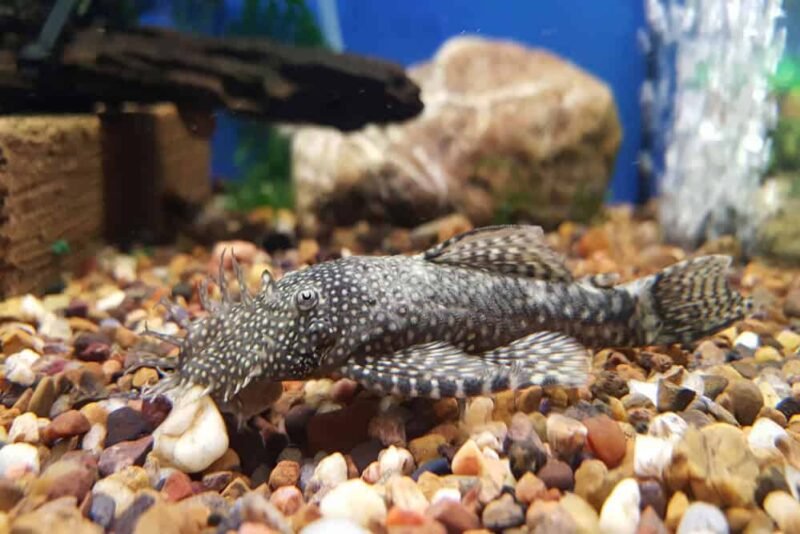 All You Need To Know About Long Fin Bristlenose Pleco Appearance, Care