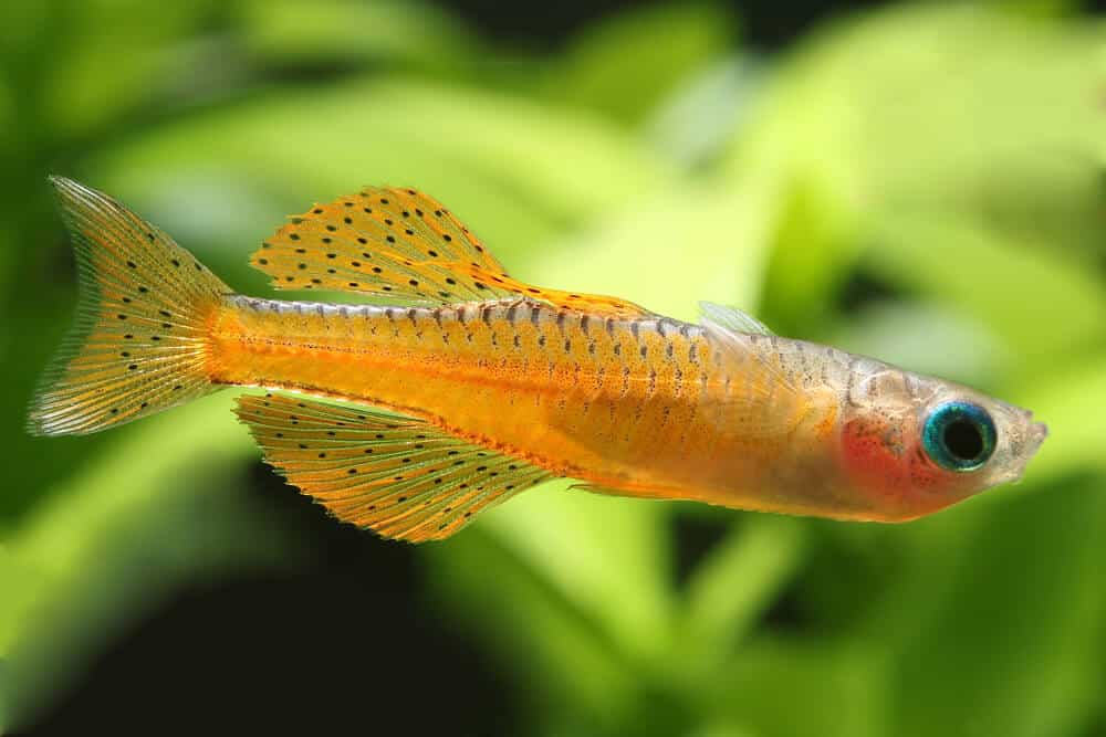 Red Blue Eyed Rainbow Fish | Fishkeeping Adventure