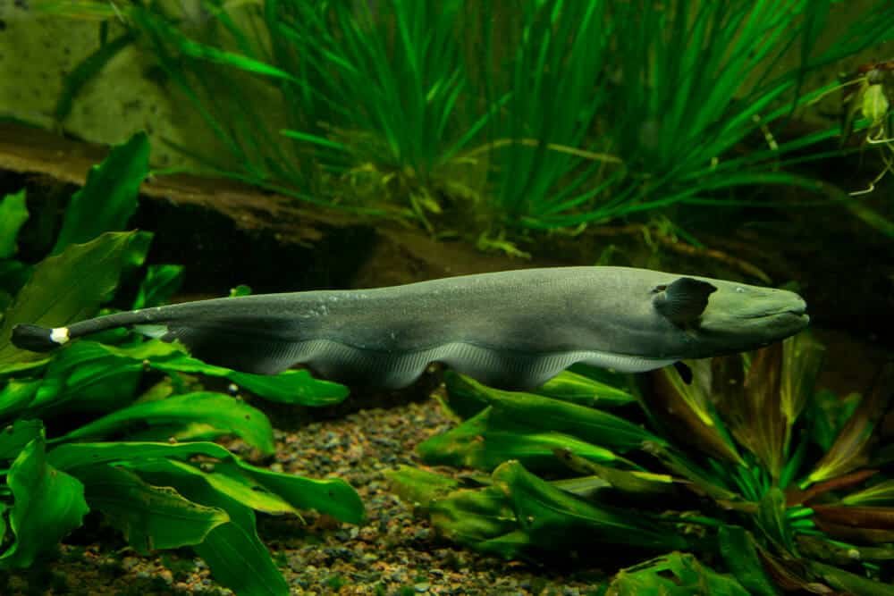 Black Ghost Knife Fish