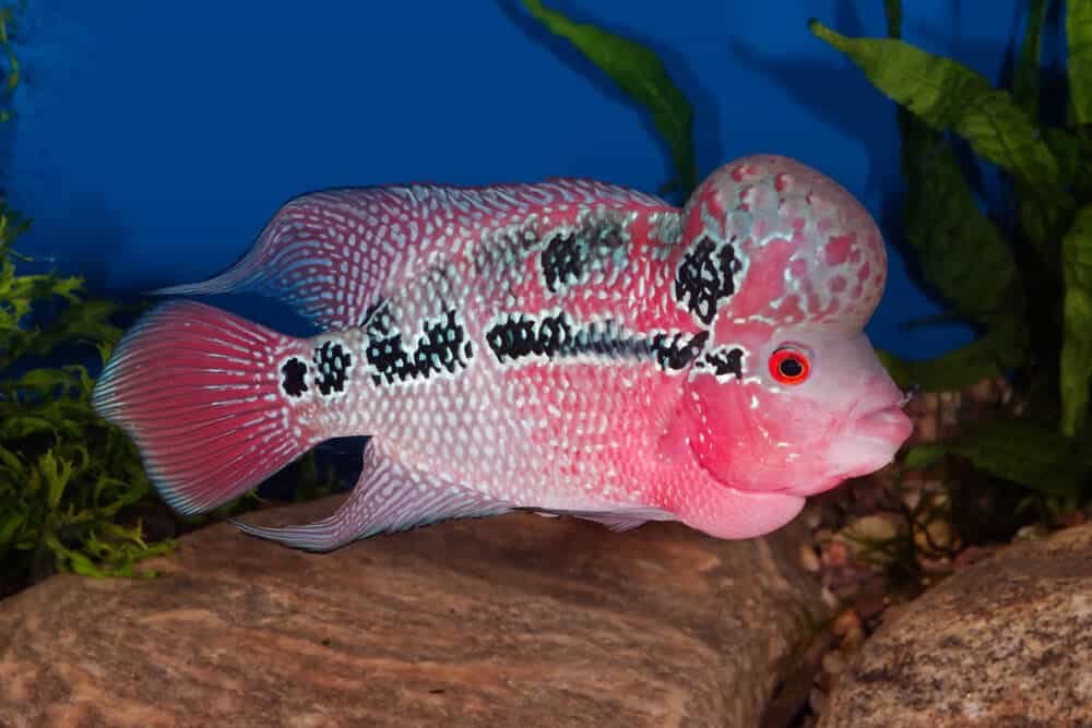 Flowerhorn Cichlid