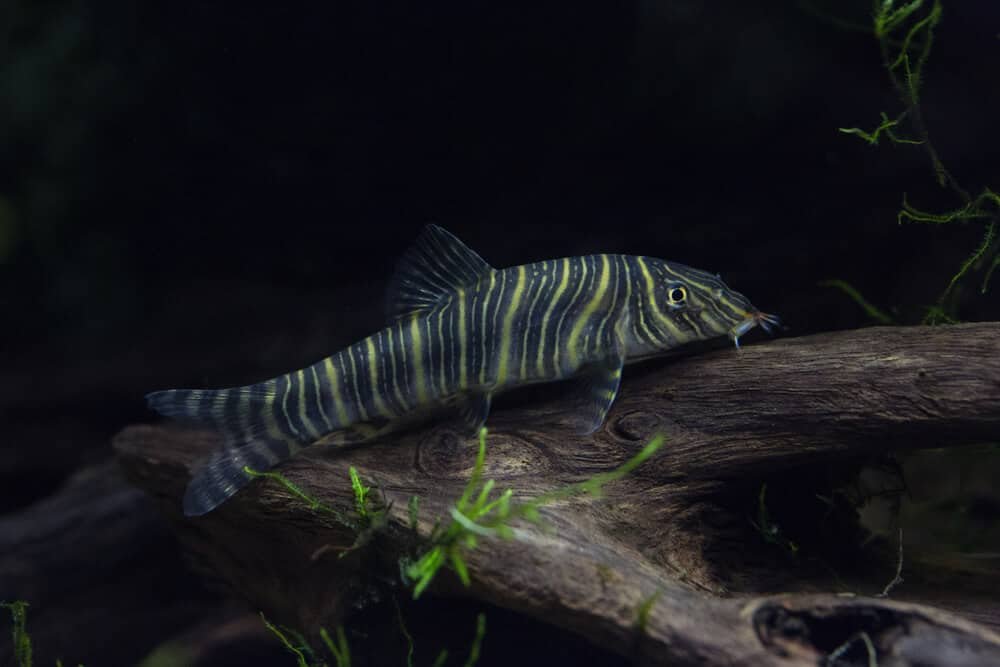 Zebra Loach