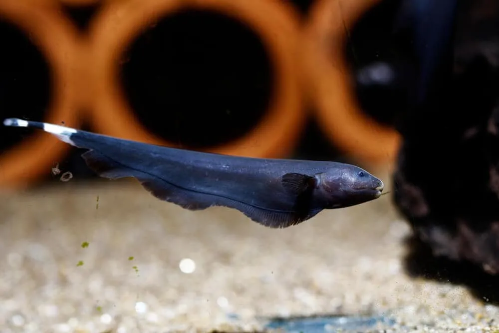 Black Ghost Knife Fish Aquarium Pet | Fishkeeping Adventure