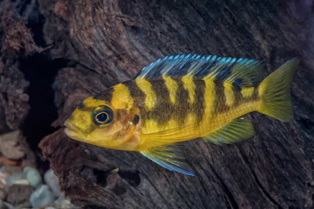 Bumblebee Cichlid Aquarium Pet | Fishkeeping Adventure