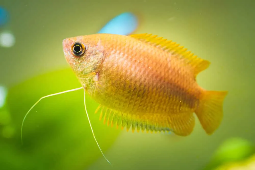 Red Flame Honey Gourami Aquarium Pet | Fishkeeping Adventure
