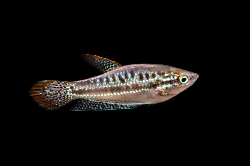Sparkling Gourami Aquarium Pet | Fishkeeping Adventure