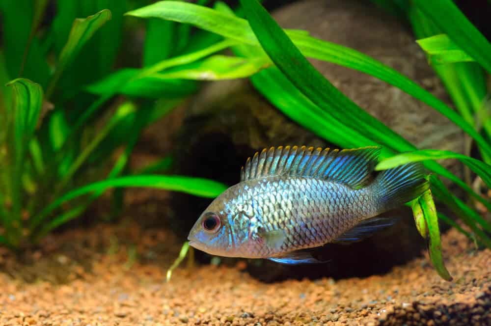 Blue Acara