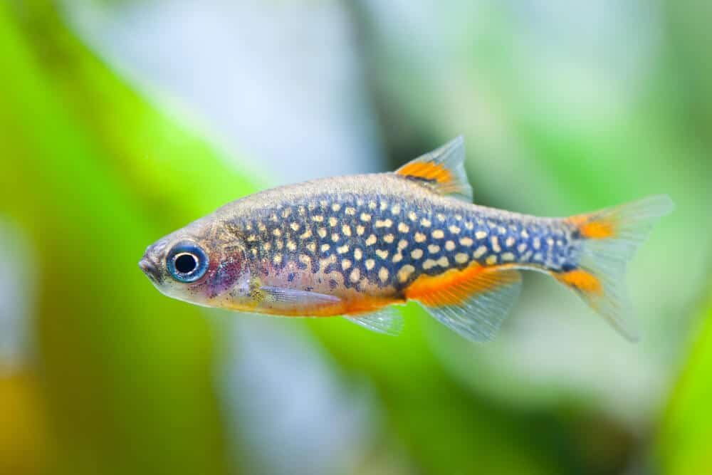 Celestial Pearl Danios