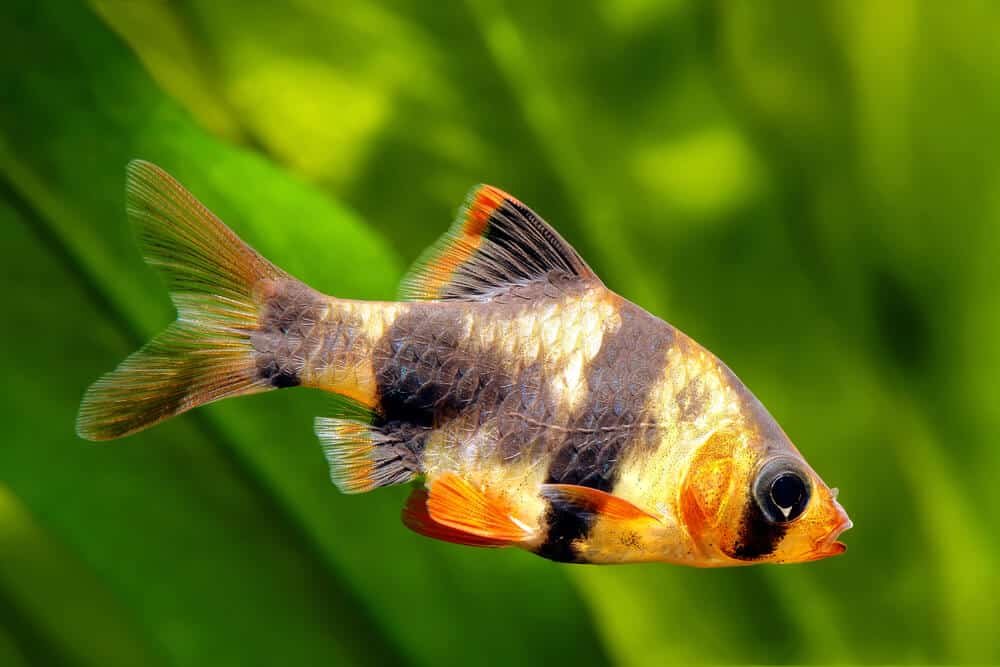 Tiger Barb