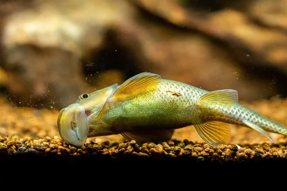 Algae Eater Compatible Tank Mates | Fishkeeping Adventure