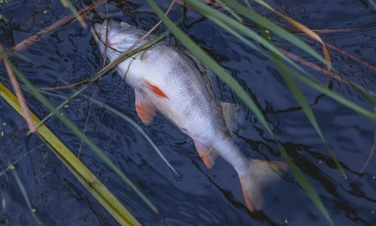 Can a fish drown | Fishkeeping Adventure