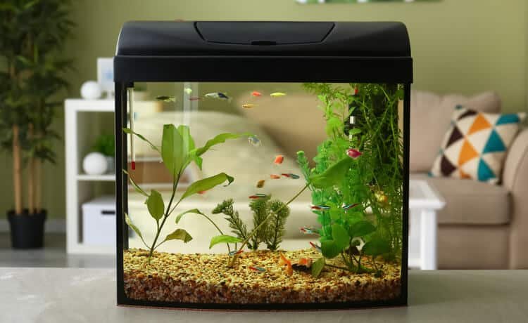 Fish In A 5 Gallon Tank | Fishkeeping Adventure