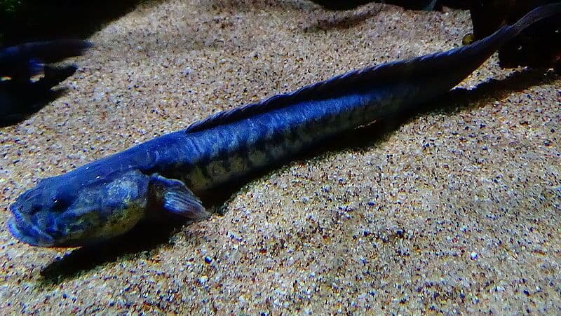 fresh water dragon fish, aka violet goby