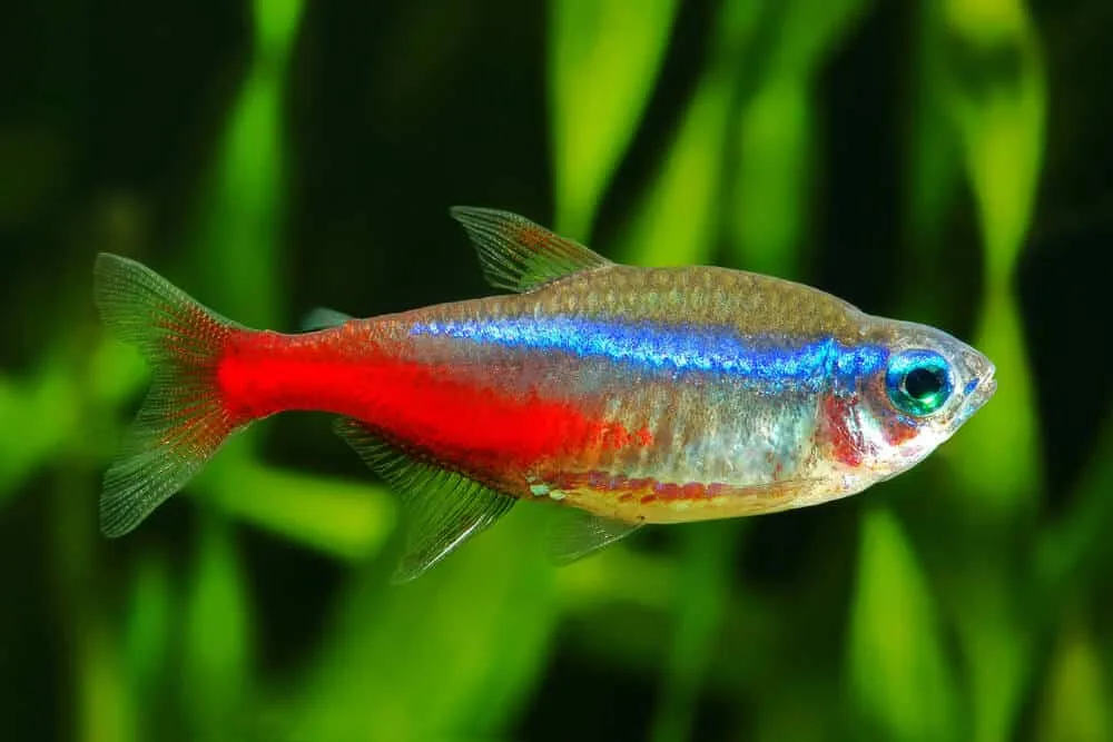Neon Tetra School Size – What You Need To Know About This Stunning Fish Species