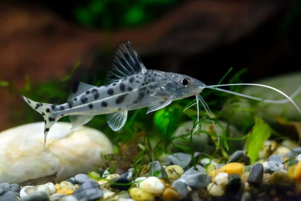 Pictus Catfish Aquarium Pet Compatible Tank Mates | Fishkeeping Adventure