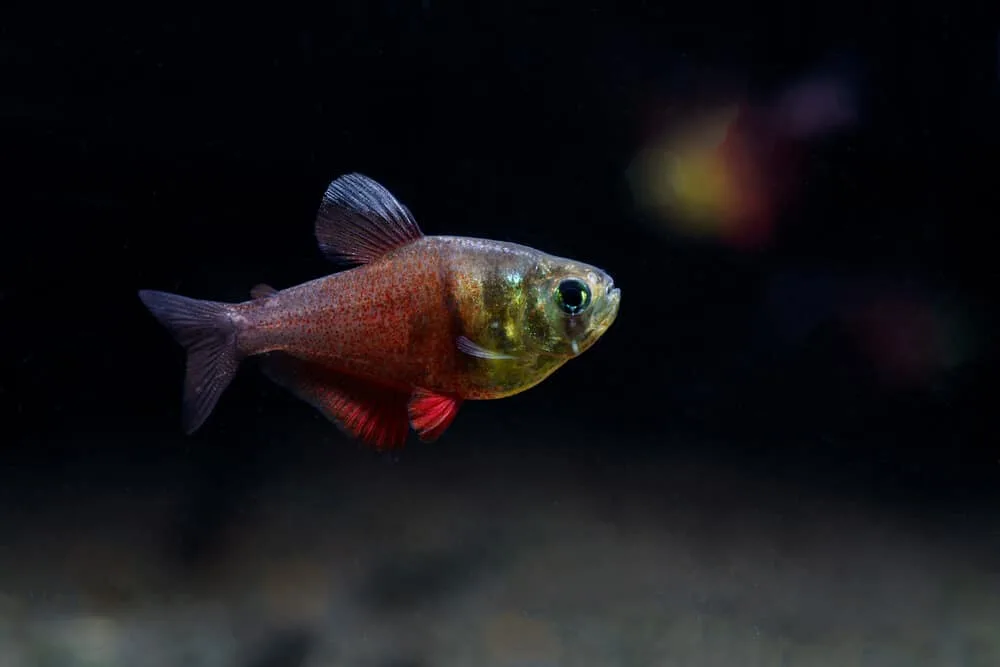 Von Rio Flame Tetra Compatible Tank Mates | Fishkeeping Adventure