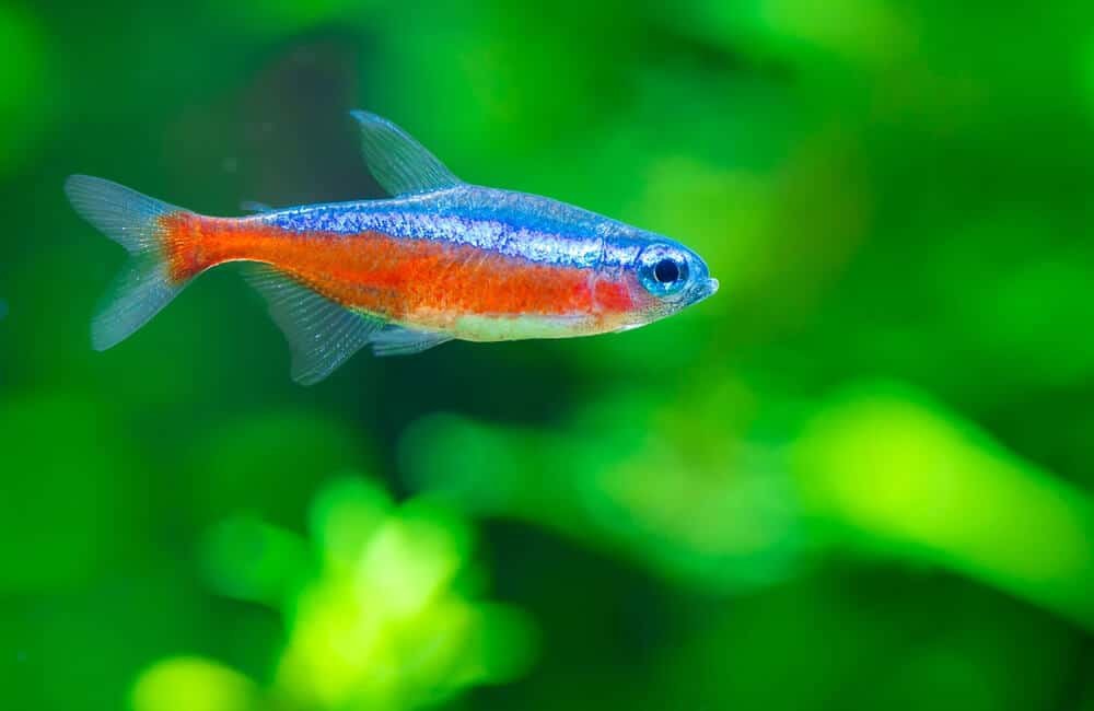 Cardinal Tetra