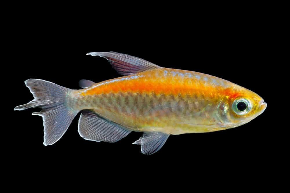 Congo Tetra