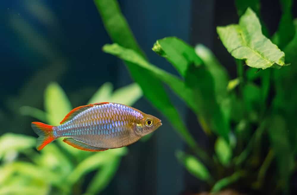 Dwarf Neon Rainbow Fish