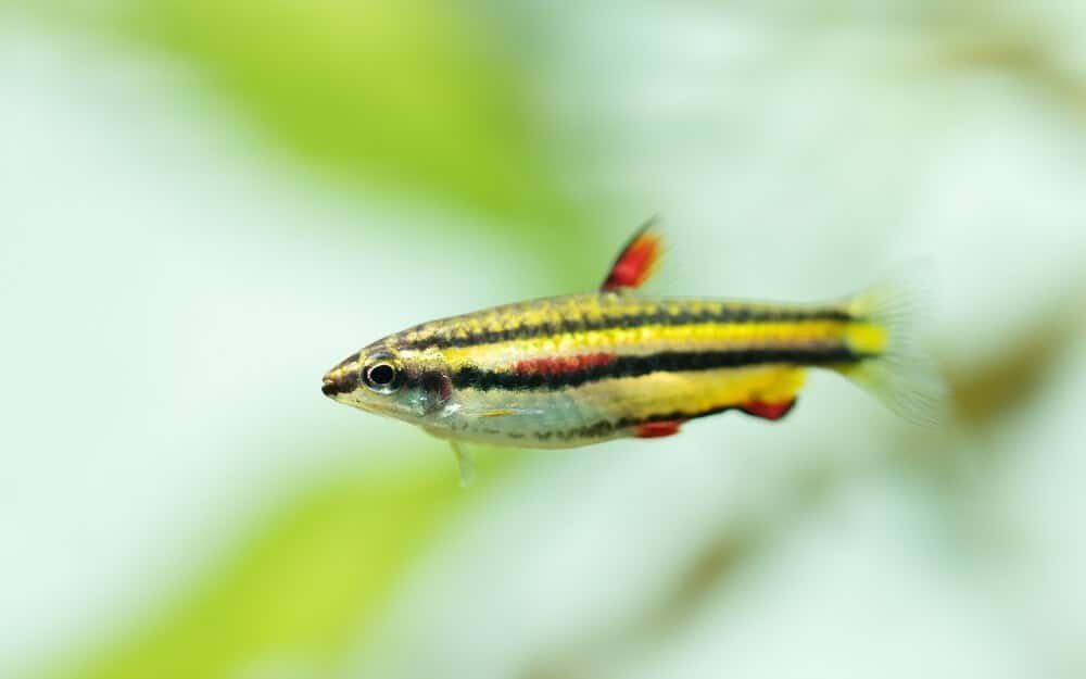 Dwarf Pencilfish