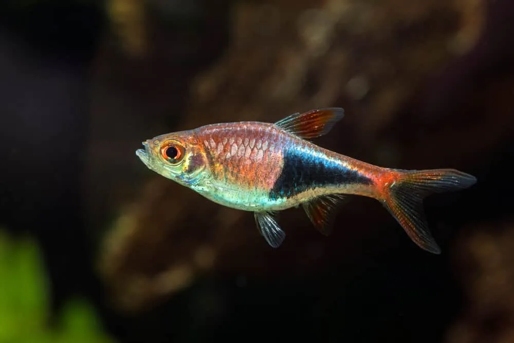 Harlequin Rasbora: Proper Care, Feeding, Breeding And Tank Mates