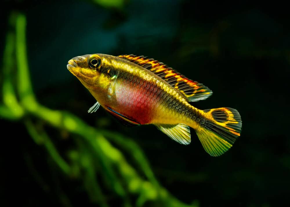 Kribensis Pelvicachromis pulcher