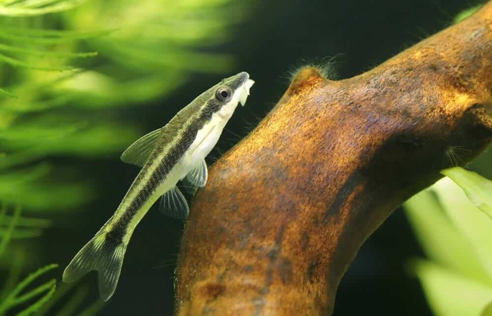 Otocinclus