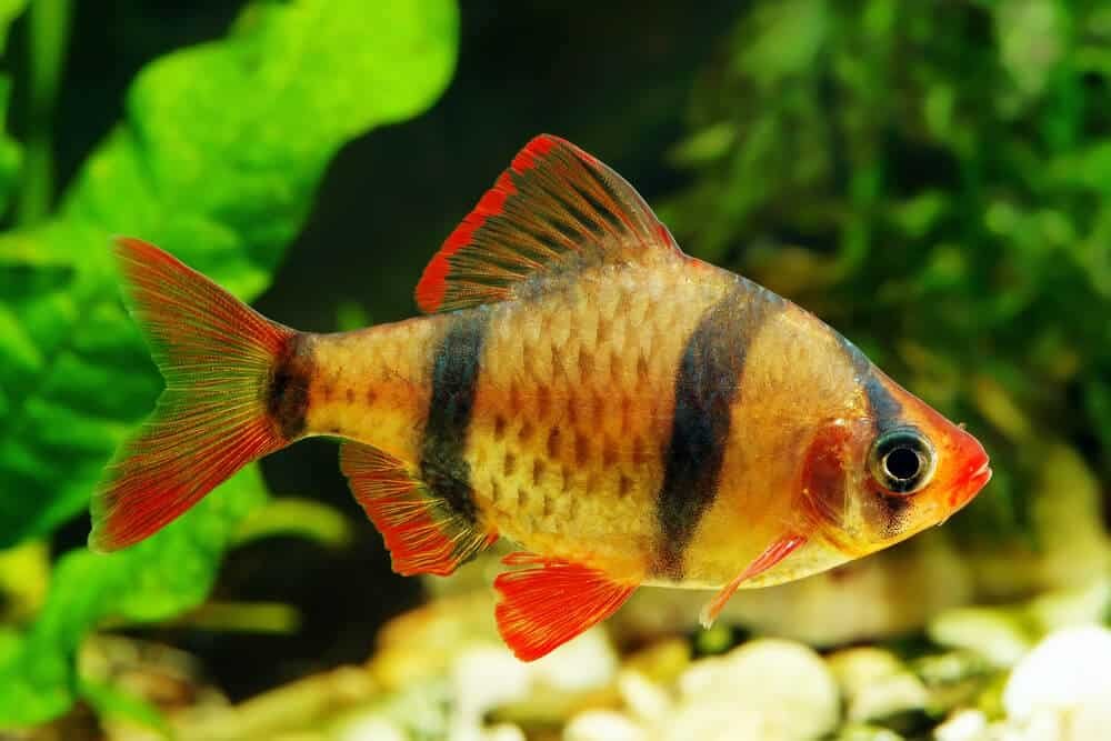 Tiger Barbs