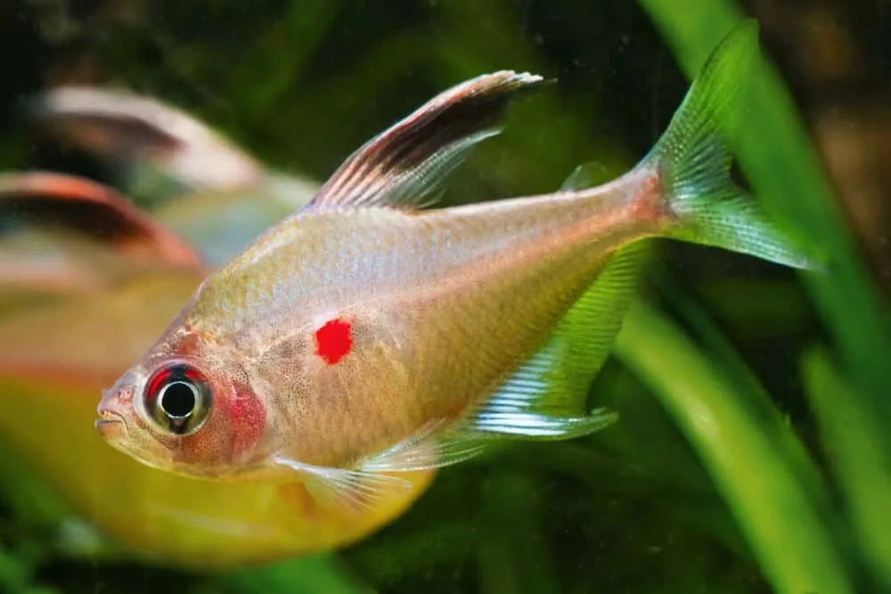Bleeding Heart Tetra Aquarium Pet Tank Mates | Fishkeeping Adventure