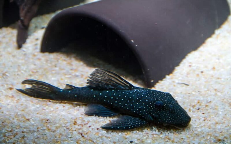 phantom pleco colors Blue Phantom Pleco Aquarium Pet Tank Mates | Fishkeeping Adventure