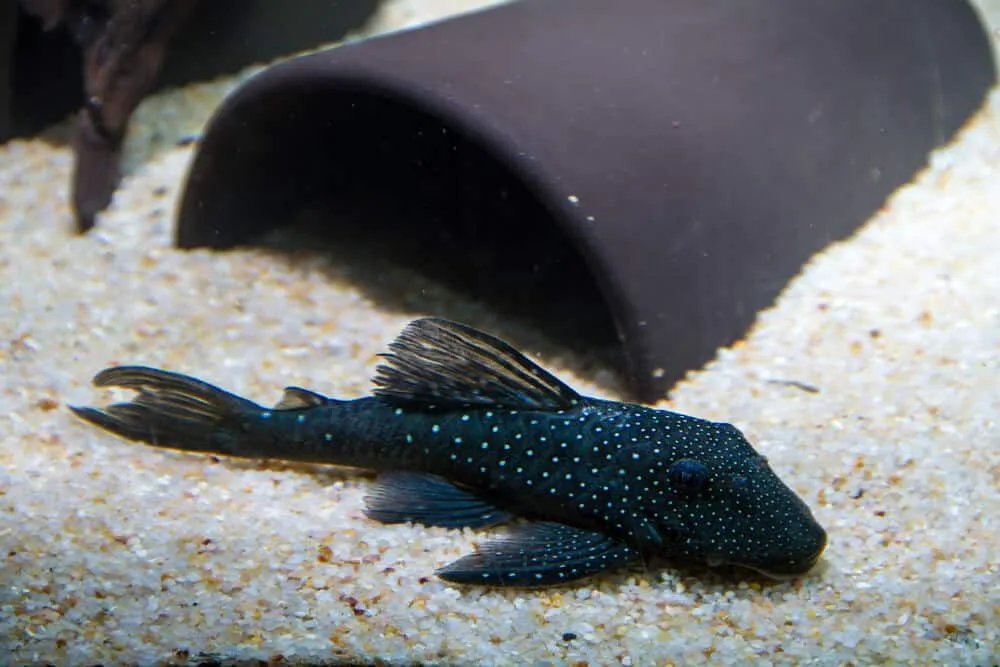 Blue Phantom Pleco (L128) Care Guide: All You Need To Know