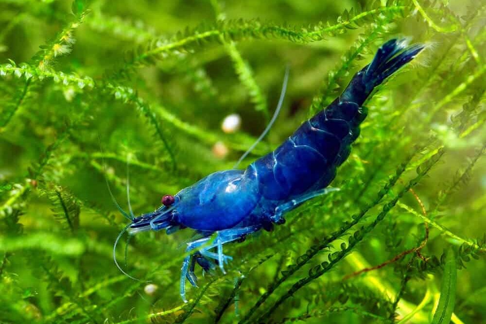 Blue Velvet Shrimp Aquarium Pet Tank Mates | Fishkeeping Adventure