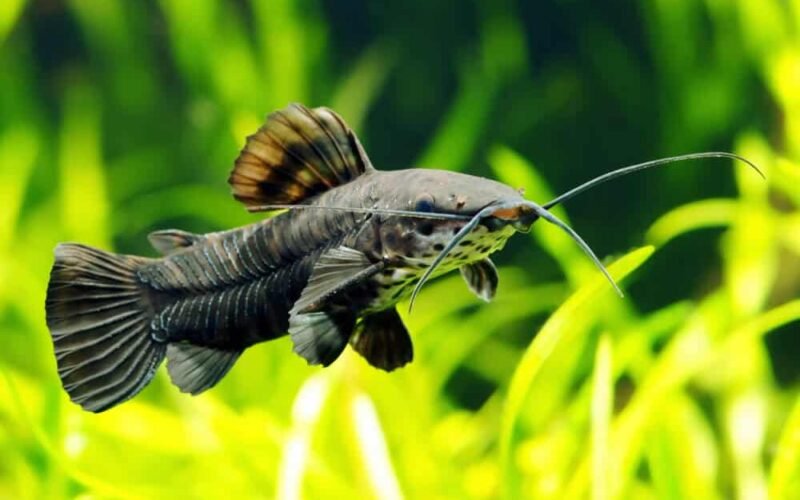 Hoplo Catfish: An In-Depth Look At These Amazing Aquatic Creatures