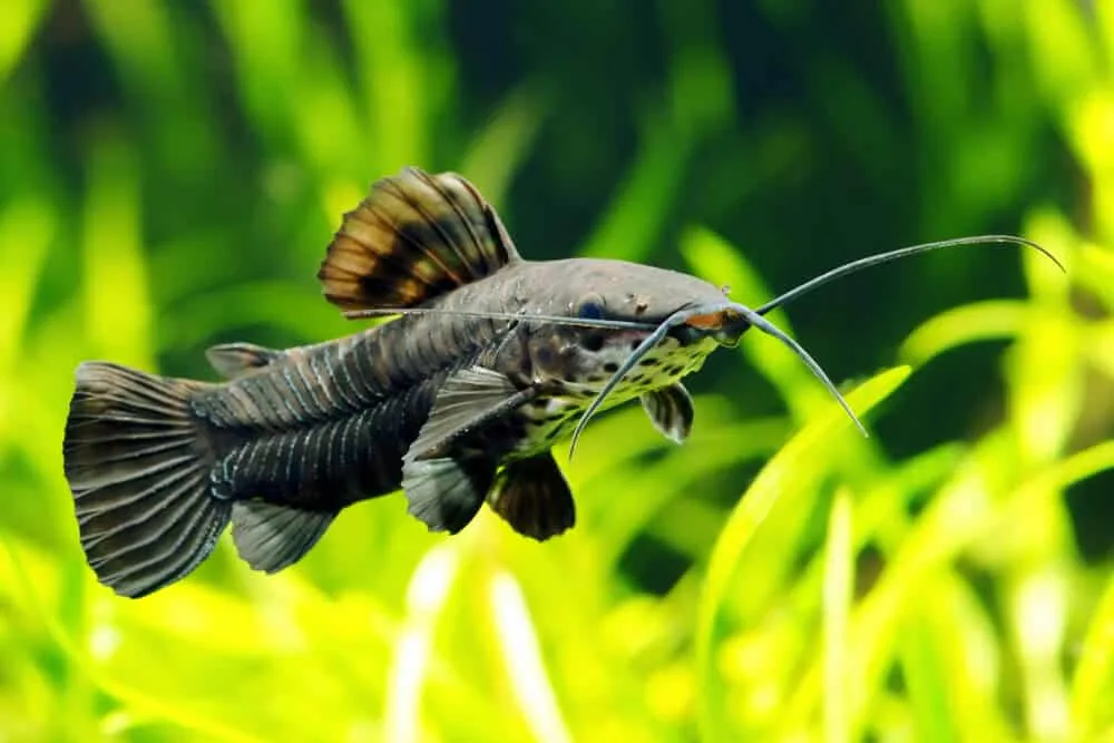 Hoplo Catfish Aquarium Pet | Fishkeeping Adventure