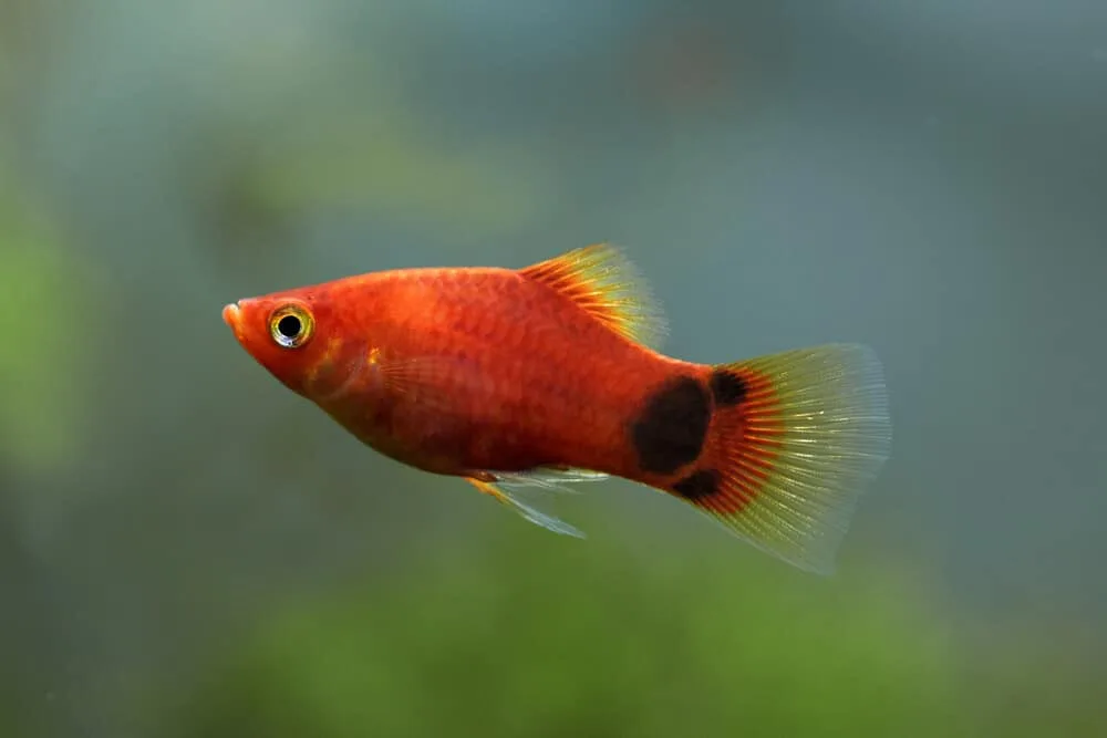 Mickey Mouse Platy Aquarium Pet | Fishkeeping Adventure