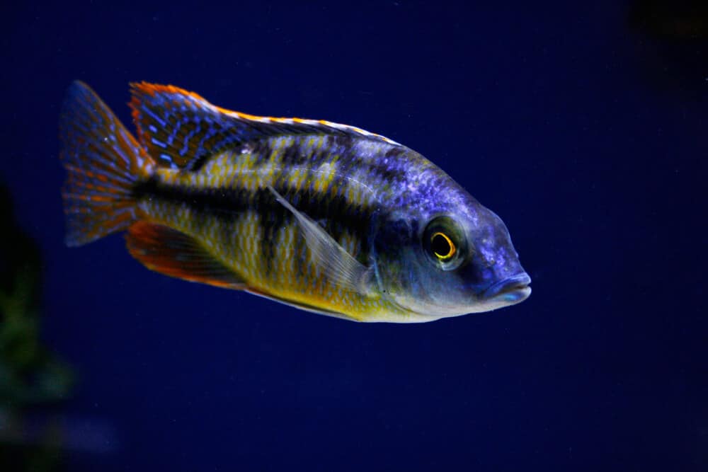 Red Empress Cichlid Aquarium Pet | Fishkeeping Adventure