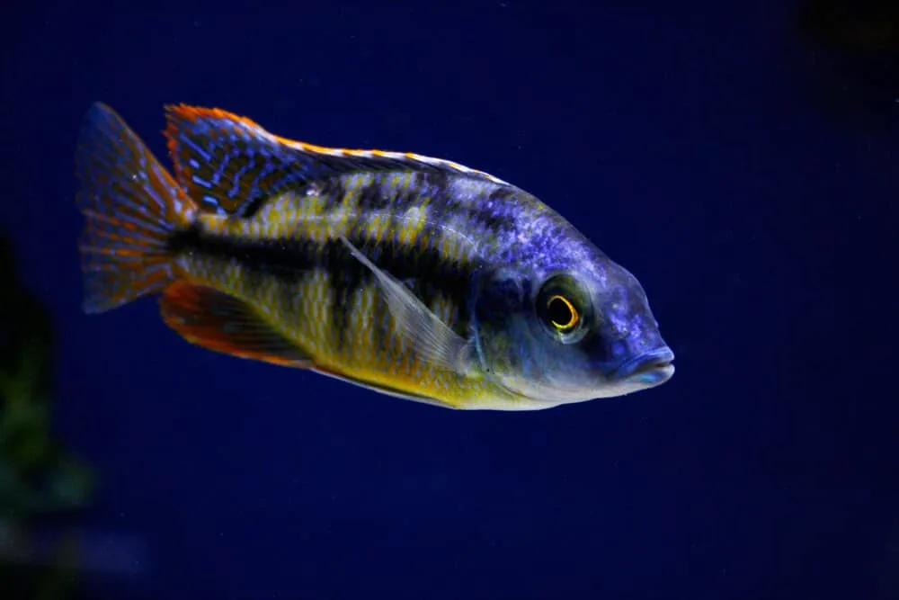 Red Empress Cichlid Care: Top 10 Things You Should Know