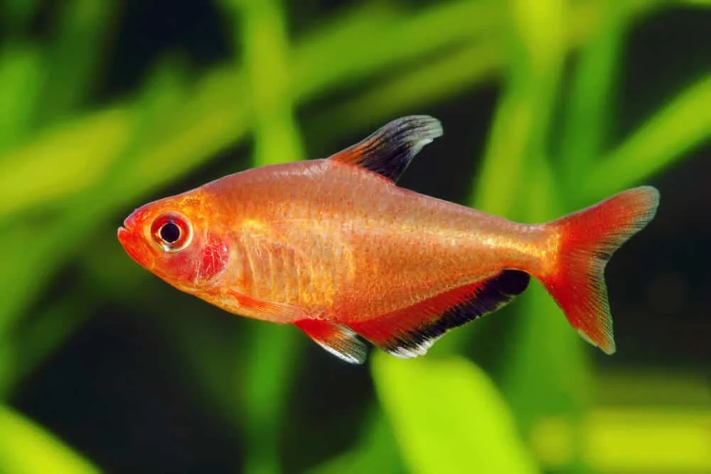 Red Phantom Tetra Aquarium Pet | Fishkeeping Adventure