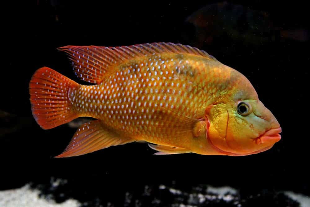 Red Terror Cichlid Aquarium Pet | Fishkeeping Adventure